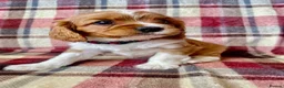 Cavalier King Charles Spaniel dogs for sale: 6 Beautiful KC Registered Cavalier King Charles  - Advert 10