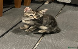 Mixed Breed cats for sale: Half bengal / tabby’s  - Image 7