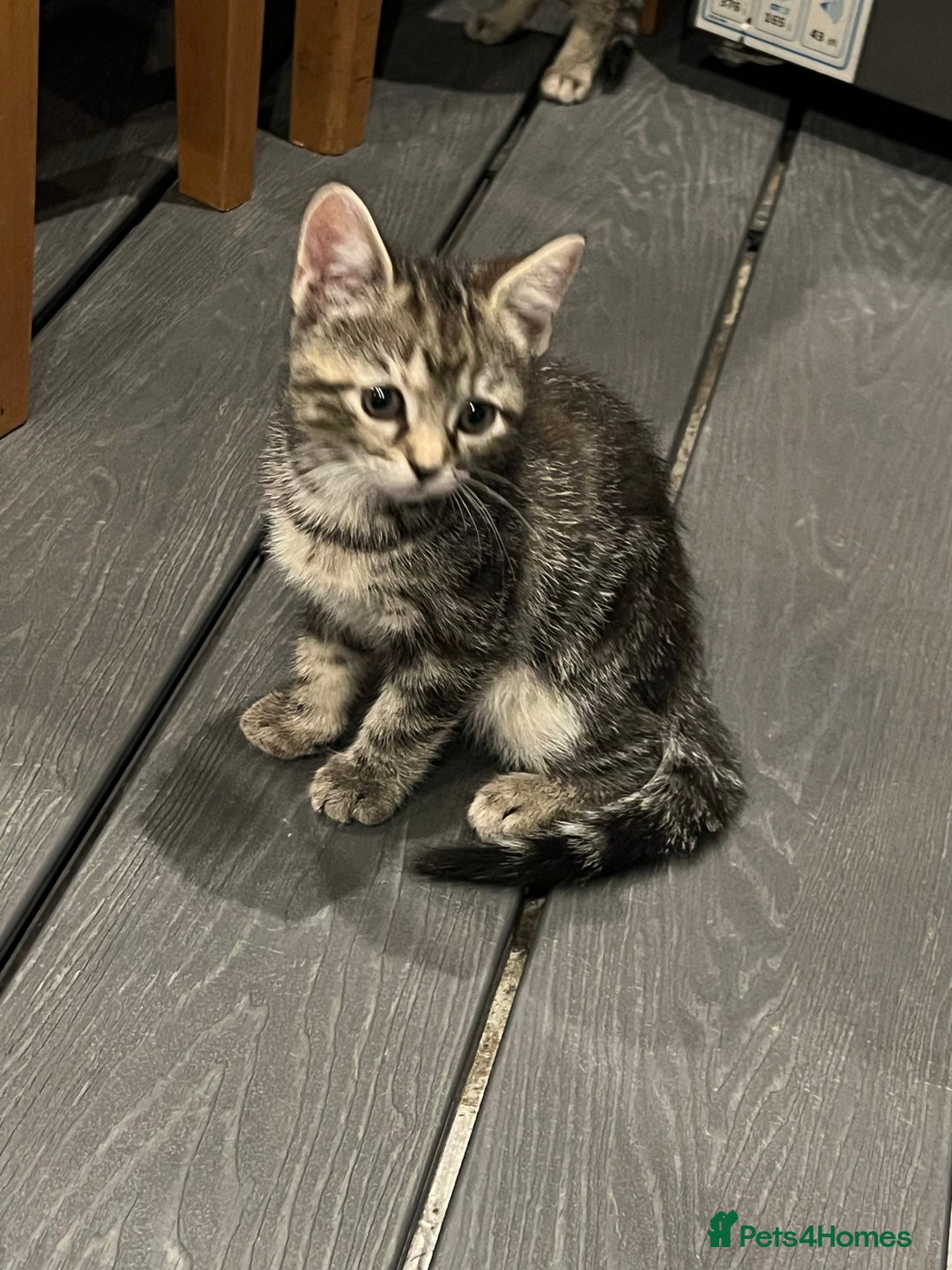 Mixed Breed cats for sale: Half bengal / tabby’s  - Image 7