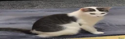 Mixed Breed cats for sale: Gorgeous kittens and mum for sale.  - Advert 11