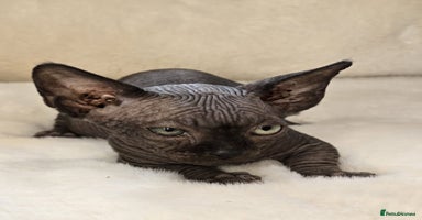 Sphynx cats in Colchester - Advert 14