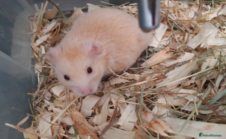 Hamster rodents in Manchester - Advert 15