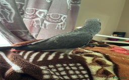 Parrots birds for sale: African grey baby parrot - Image 7