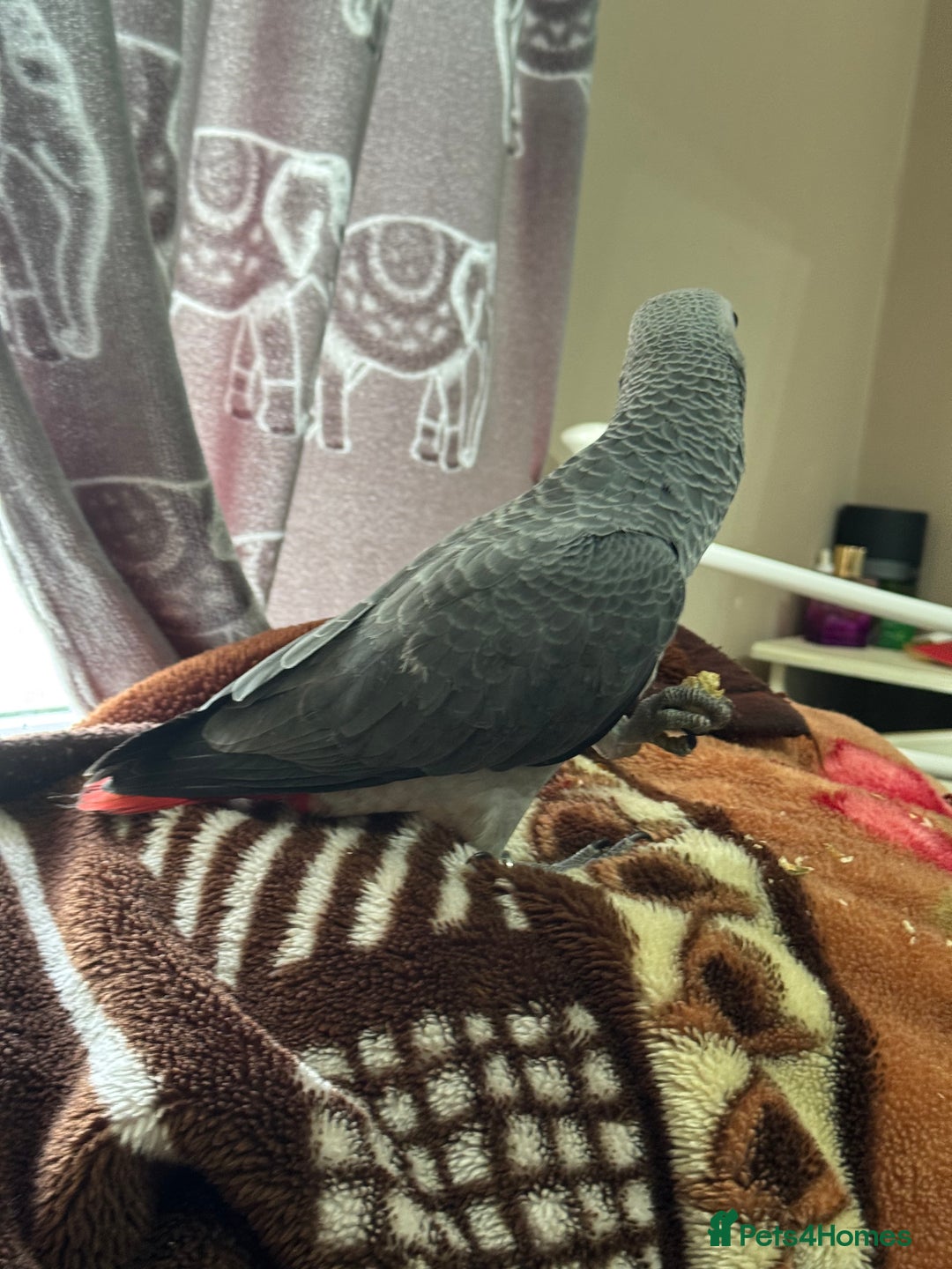 Parrots birds for sale: African grey baby parrot - Image 7