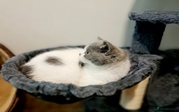 British Shorthair cats for sale: Gorgeous Blue Bicolour British Shorthair Male - Image 15