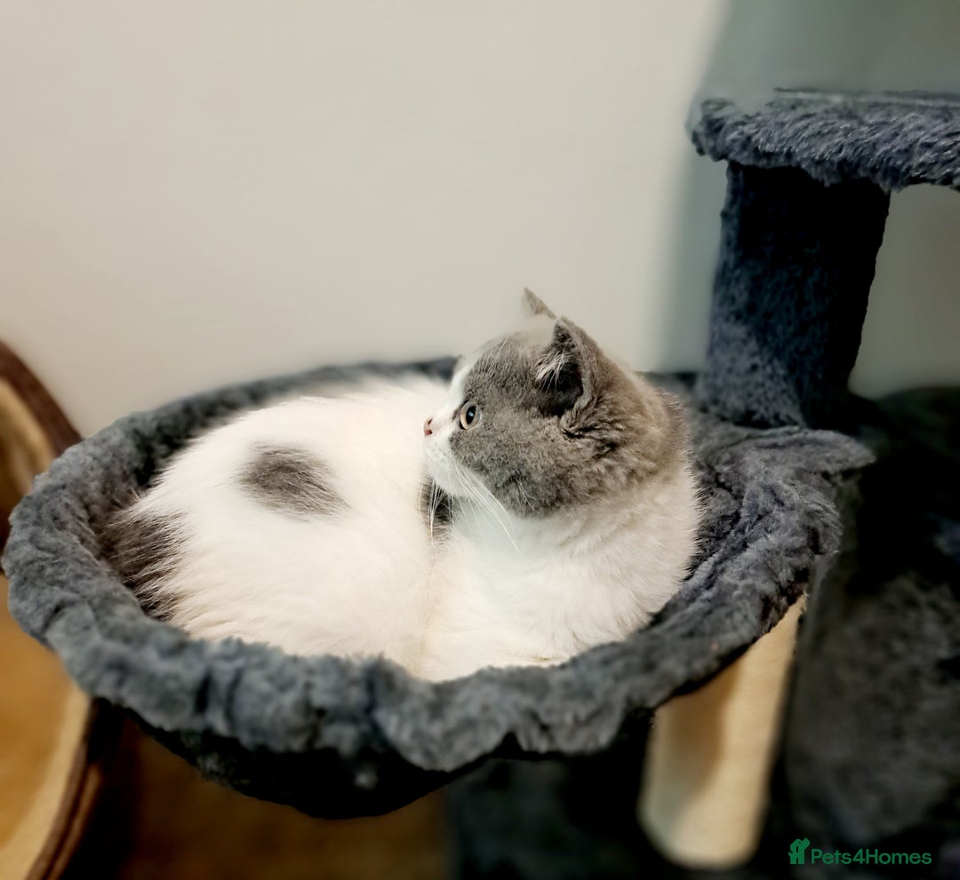 British Shorthair cats for sale: Gorgeous Blue Bicolour British Shorthair Male - Image 15