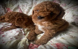Cockapoo dogs for sale: Fabulous F1b Fox Red Cockapoo Health Cleared - Image 7