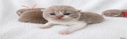 British Shorthair cats for sale: 🌟Last 2 kittens 🌟 Top quality British shorthair  - Advert 10
