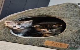 Maine Coon cats for sale: Maine Coon Kittens pedigree  in Boston - Image 10