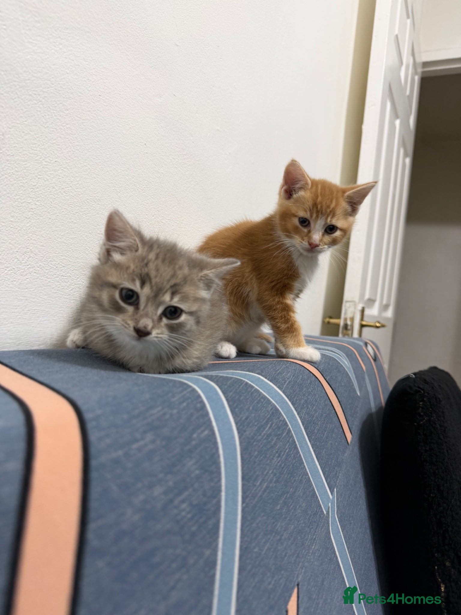 Mixed Breed cats RAGDOLL X BRITISH LONGHAIR KITTENS *AVAILABLE* - Advert 1