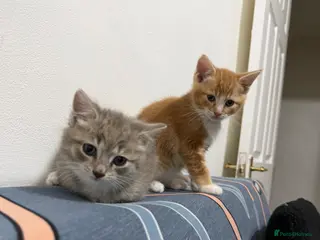 Mixed Breed cats RAGDOLL X BRITISH LONGHAIR KITTENS *AVAILABLE* - Advert 4