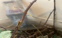 Stick Insects invertebrates for sale: Stick insects and a black and red millipede  - Image 3