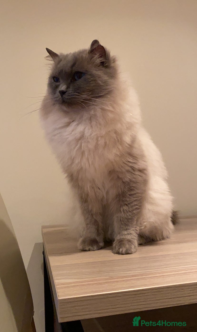 Ragdoll cats Silky - Available for Stud Loving in Kilmarnock - Advert 4