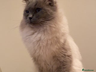 Ragdoll cats in Kilmarnock - Advert 10