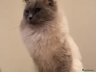 Ragdoll cats Silky - Available for Stud Loving GCCF / TICA in Kilmarnock - Advert 2