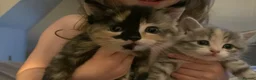 Mixed Breed cats for sale: Half Siberians  - Advert 4