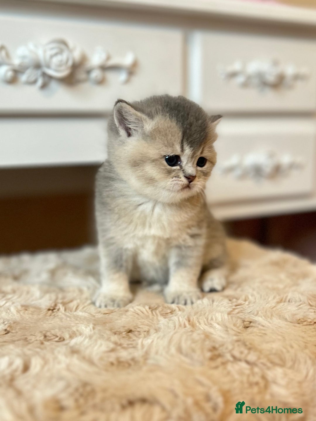 British Shorthair cats for sale: Stunning litter of 6 nuggets! - Advert 13