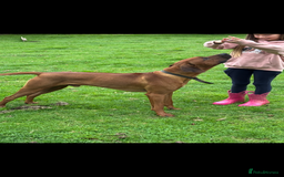 Rhodesian Ridgeback dogs for stud: Exceptionally Health Tested Stud - Image 2