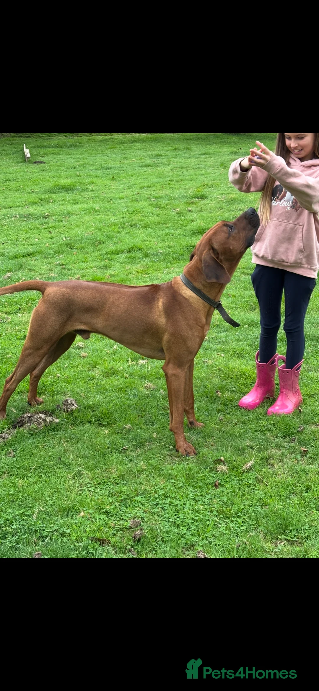 Rhodesian Ridgeback dogs for stud: Hips 1/1, Elbows 0/0 JME, DM, MH, EOAD, IVA Clear - Advert 2