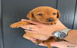 Labrador Retriever dogs for sale: KC registered Fox Red Labrador puppies  - Image 10