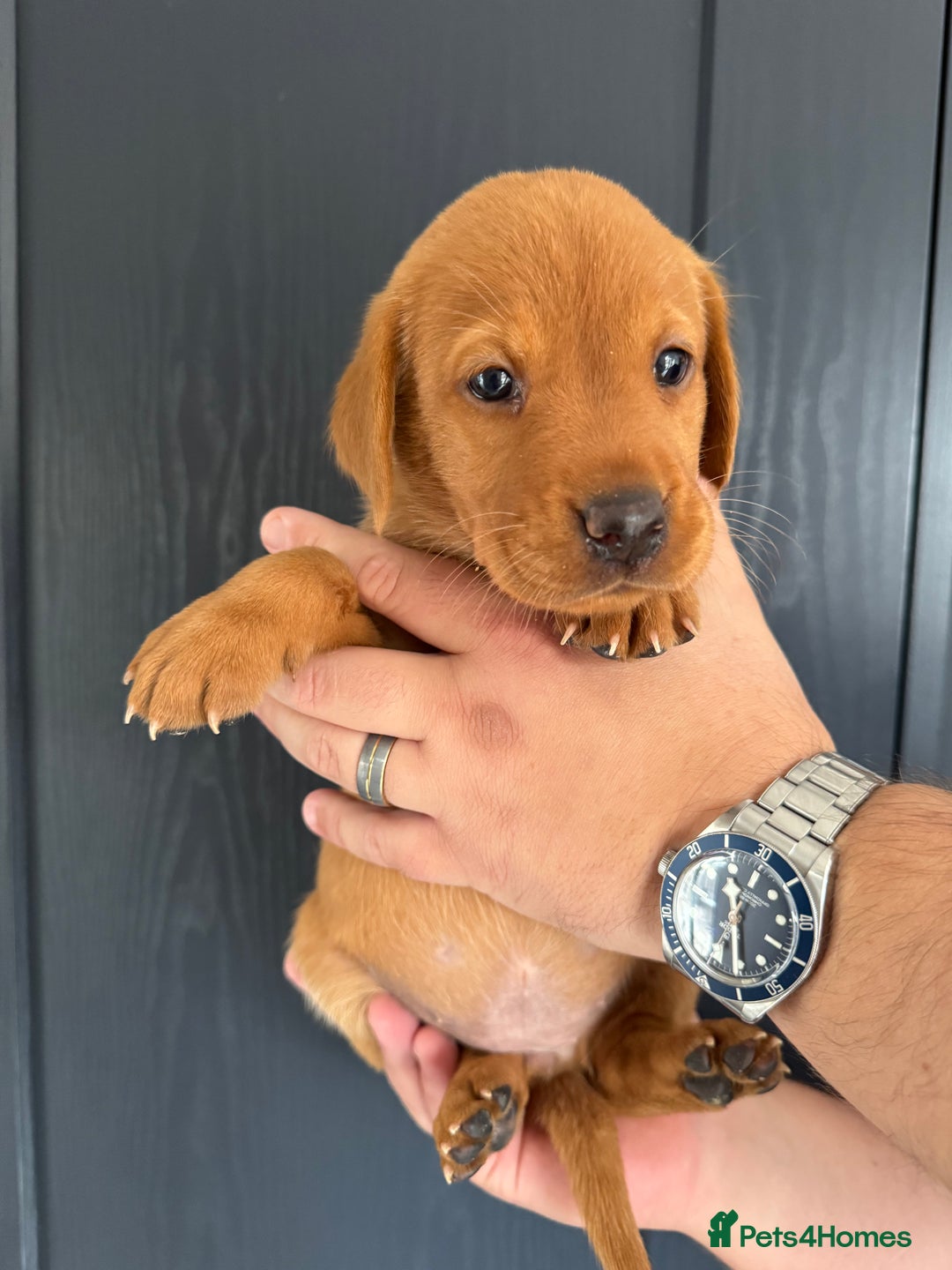 Labrador Retriever dogs for sale: KC registered Fox Red Labrador puppies  - Image 10