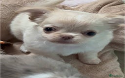 Chihuahua dogs for sale: Beautiful white chihuahua puppy ready now - Image 2