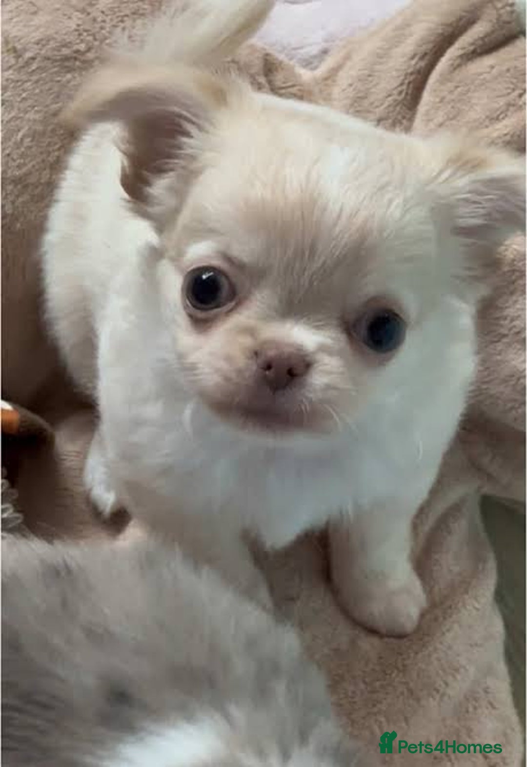 Chihuahua dogs for sale: Beautiful white chihuahua puppy ready now - Image 2