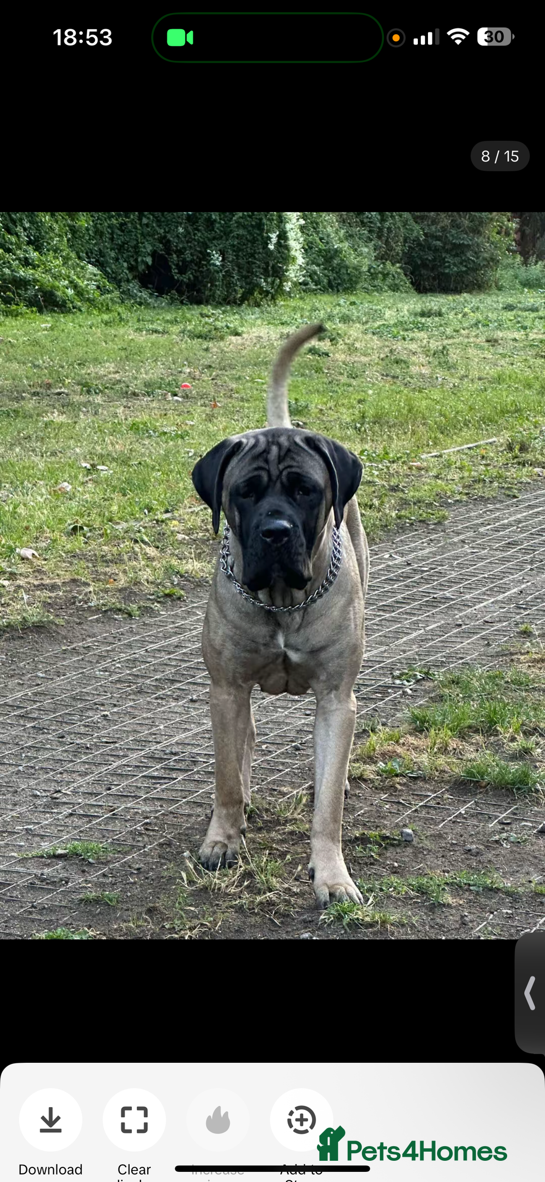 Cane Corso dogs for sale: Cane corso puppies  - Advert 2