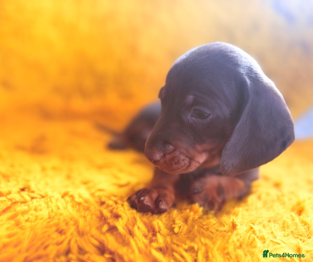 Dachshund dogs for sale: dachshund puppies  - Image 5