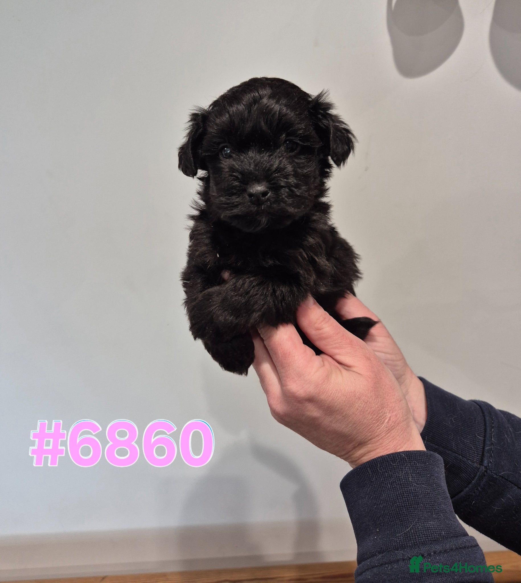 Yorkiepoo dogs Male and Female Toy Yorkiepoo Puppies  - Advert 15