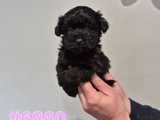 Yorkiepoo dogs Male and Female Toy Yorkiepoo Puppies - Advert 15