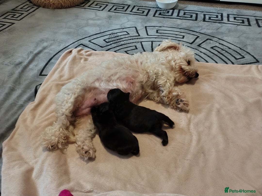 Mixed Breed dogs for sale: Beautiful male mixed breed puppy - Advert 7