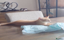 Persian cats for sale: Persian kittens: 2 girls and 1 boy (£230 each) - Image 6