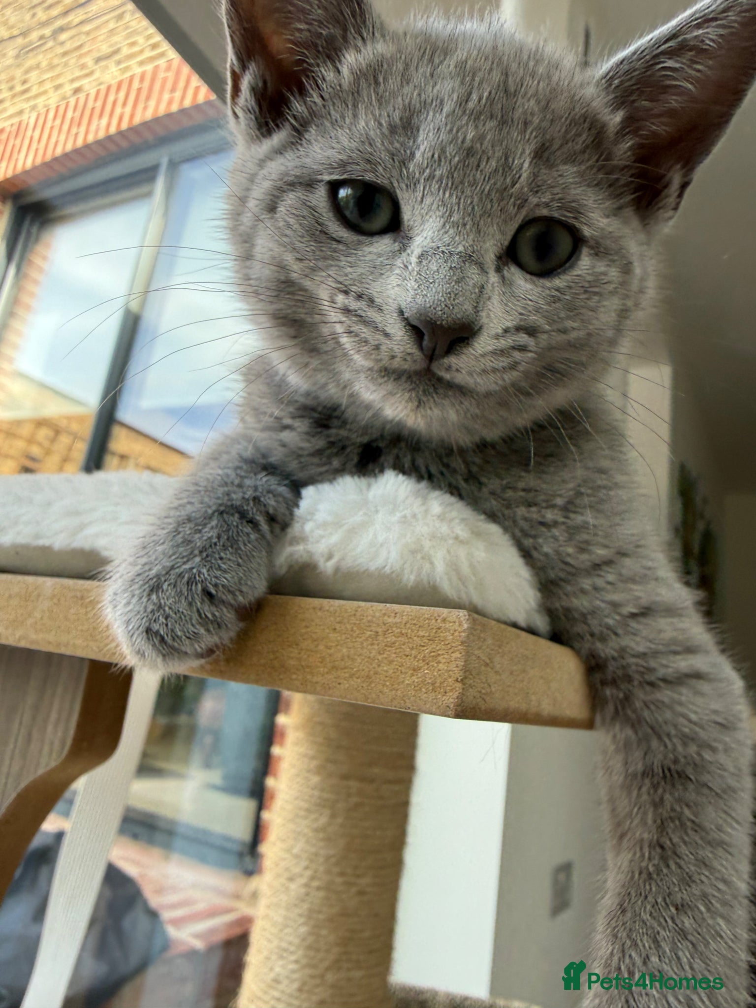 Russian Blue cats for sale: Pure Russian blue kittens with emerald green eyes! in London - Advert 5