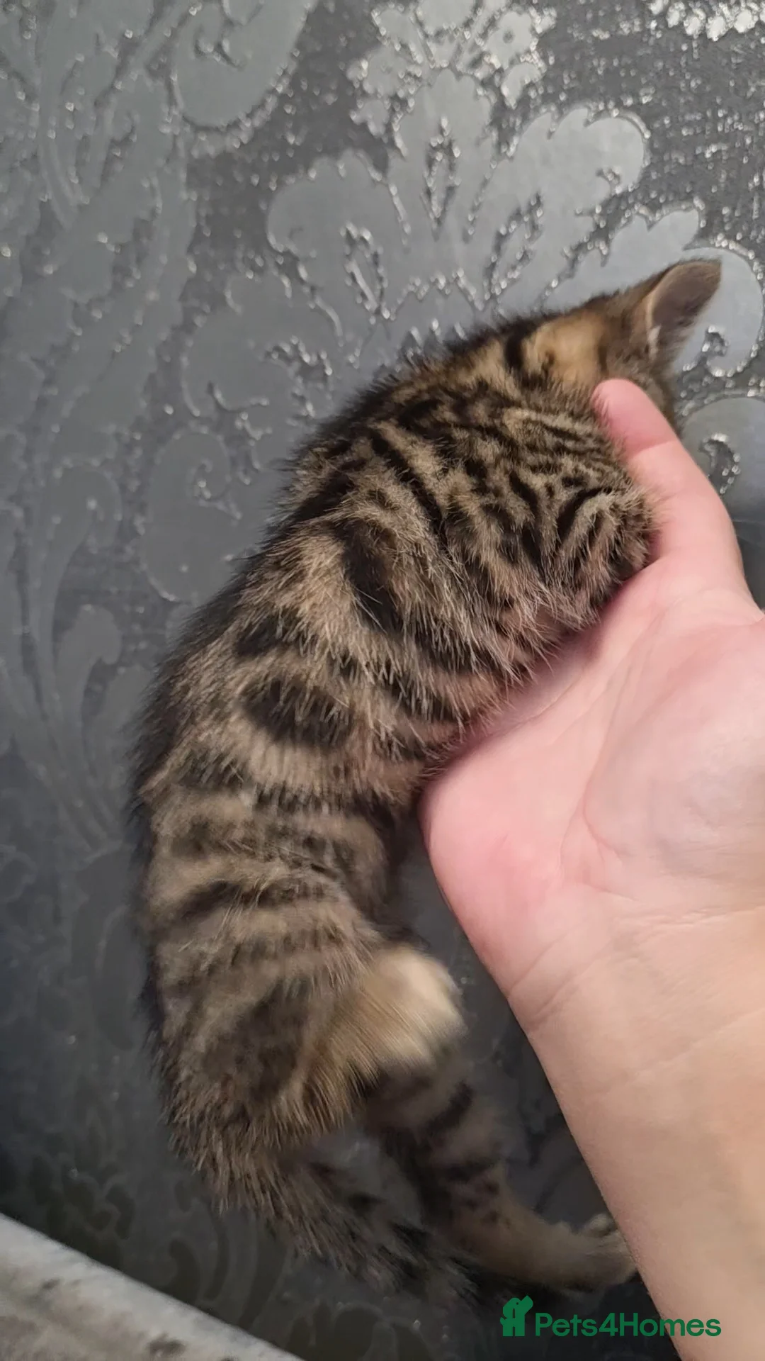 Bengal cats for sale: 🐾 Beautiful Bengal Cross Kittens 🐾 - Advert 20