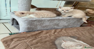 British Shorthair cats - Advert 14