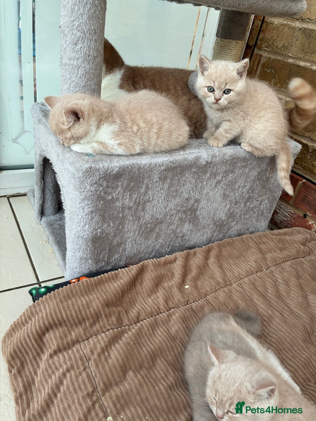 British Shorthair cats for sale: 3 LEFT - TICA BRITISH SHORTHAIRED KITTENS - Image 10