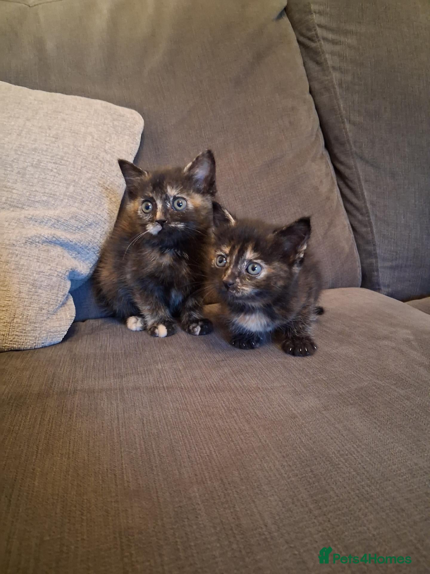 Mixed Breed cats Just tortashell females left looking for 5* homes - Advert 17