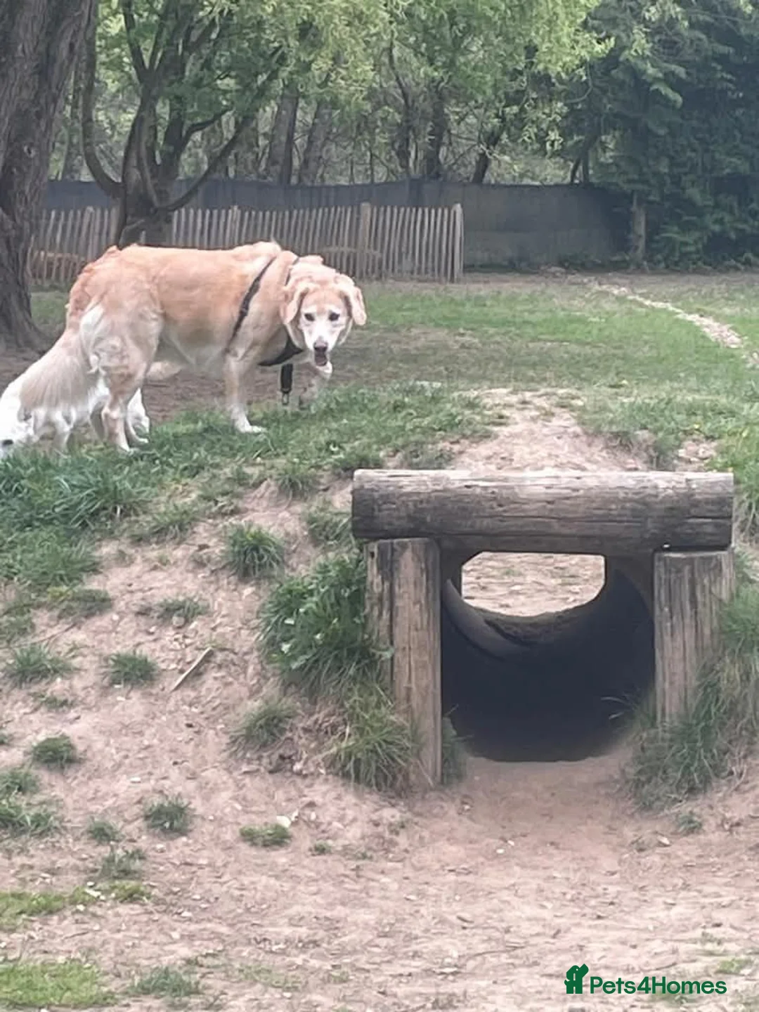 Mixed Breed dogs for adoption: Meet Honey,  currently residing in Guilford  in Guildford - Advert 4