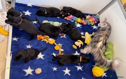 Labrador Retriever dogs for sale: Gorgeous KC Registered Labrador Retriever Puppies - Image 5