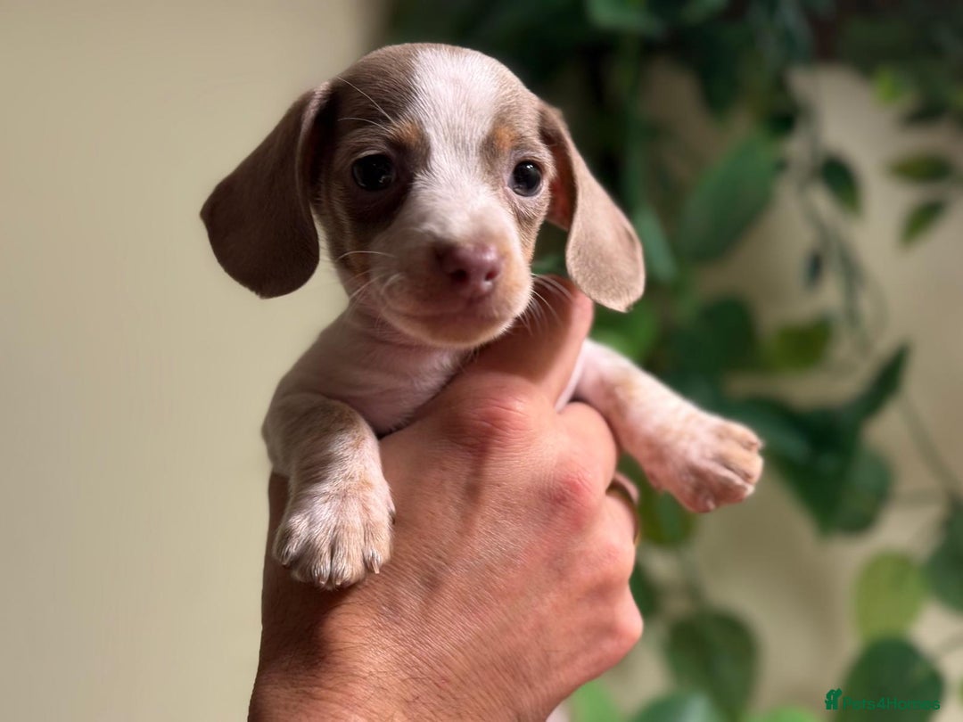 Miniature Dachshund dogs for sale: Pure Piebald Miniatures - Advert 5