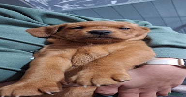 Labrador Retriever dogs - Advert 6