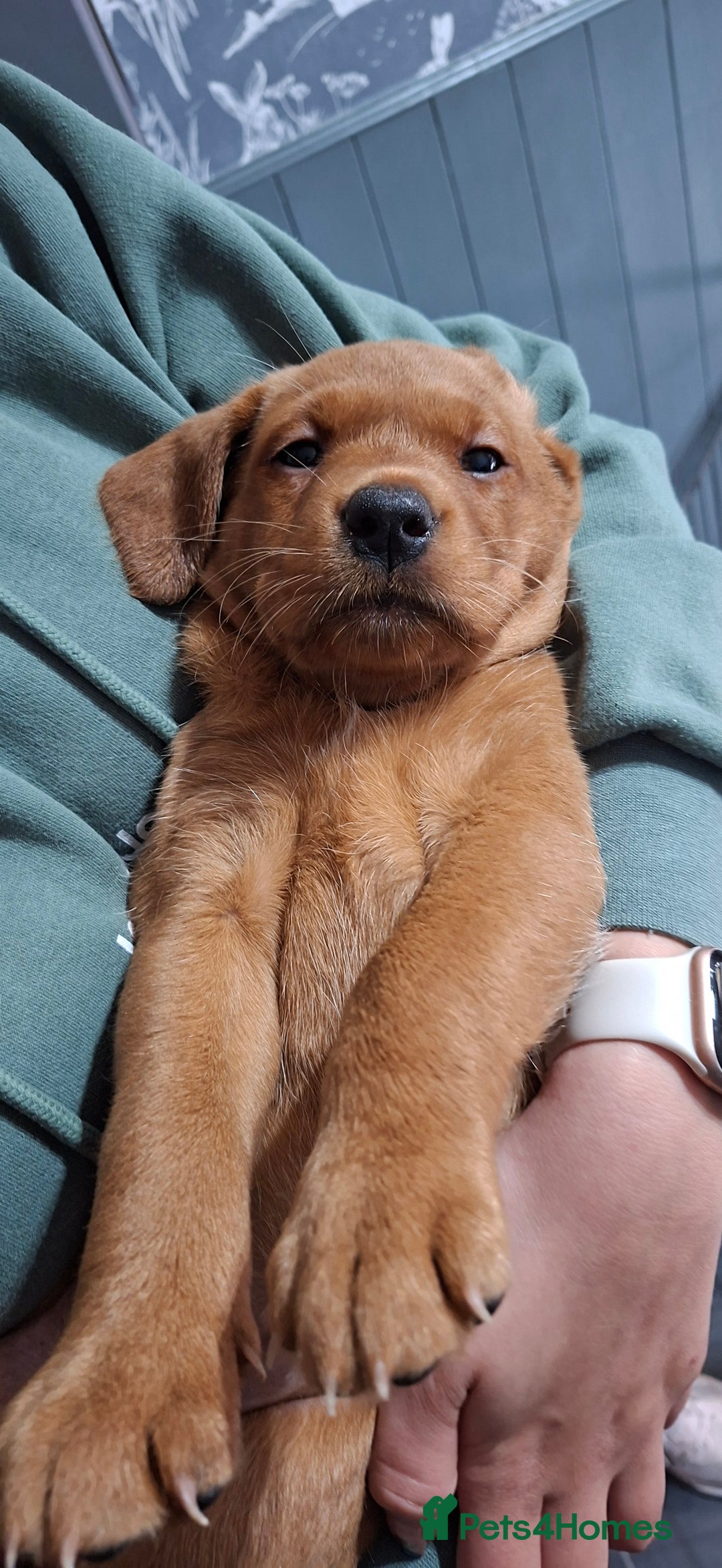 Labrador Retriever dogs for sale: KC registered Fox Red labrador puppies for sale - Image 5