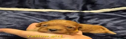 Cavapoo dogs for sale: Adorable F1 Cavapoo puppies - Advert 21