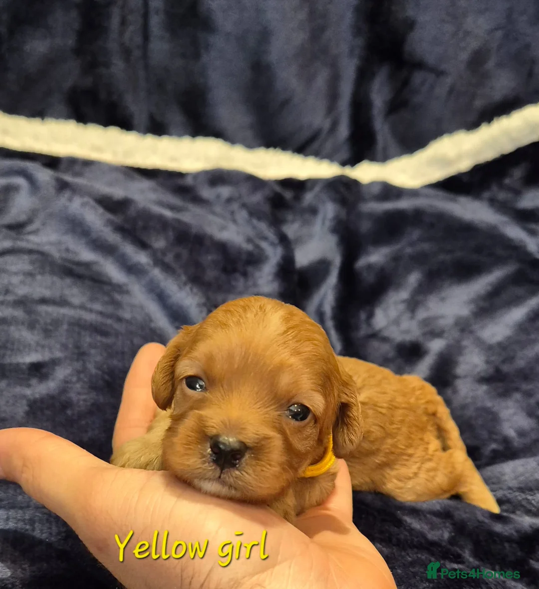Cavapoo dogs for sale: Adorable F1 Cavapoo puppies - Advert 21