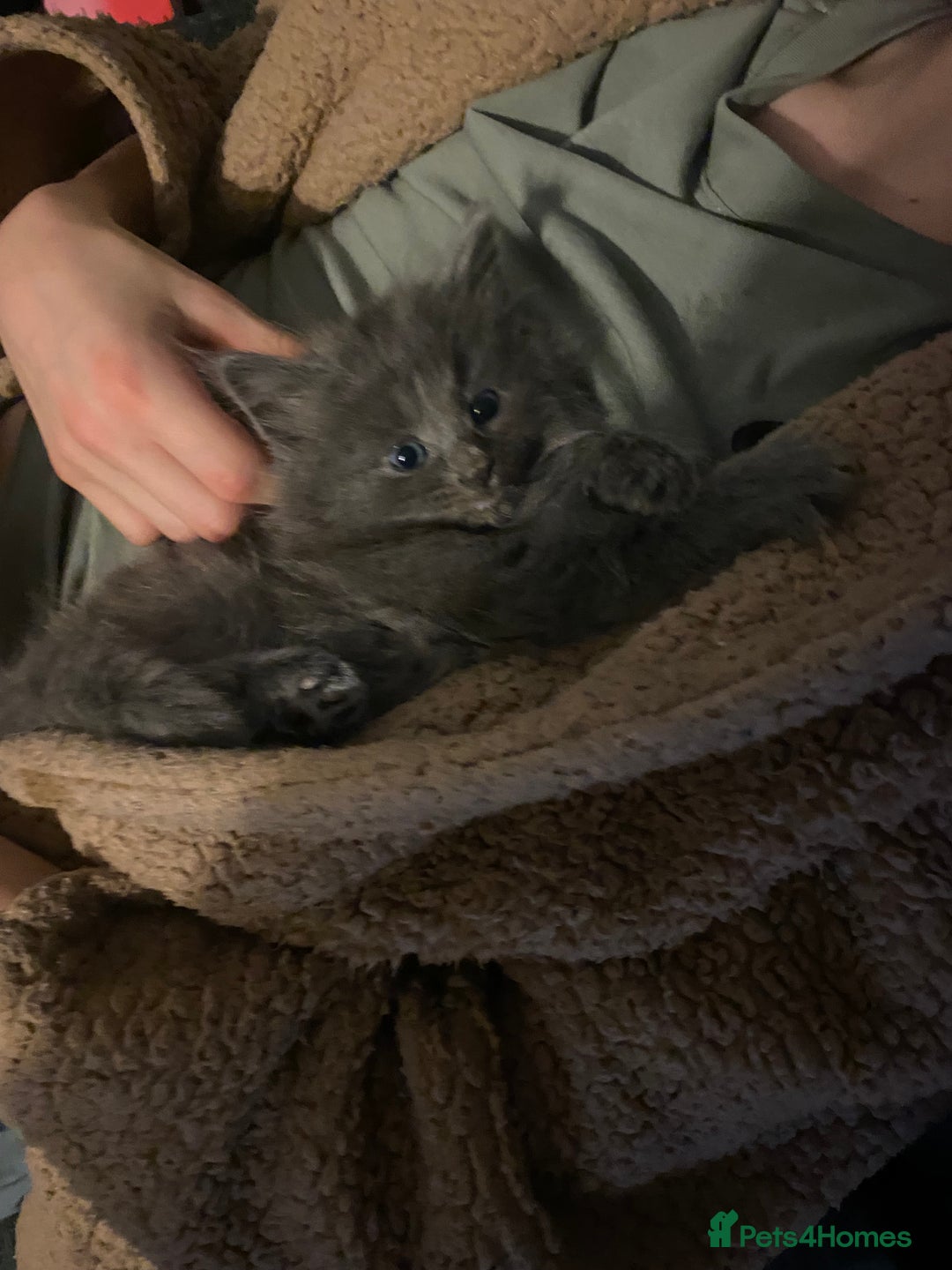 Mixed Breed cats for sale: beautiful kittens for sale *1 left* - Advert 1