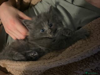 Mixed Breed cats beautiful kittens for sale *1 left* - Advert 4