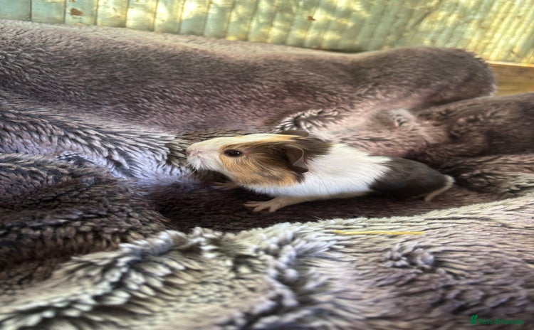 Guinea Pig rodents - Advert 11
