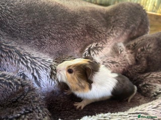 Guinea Pig rodents - Advert 11