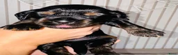 Cocker Spaniel dogs for sale: Show Type Cocker Spaniel Pups 🐶😍 - Advert 19